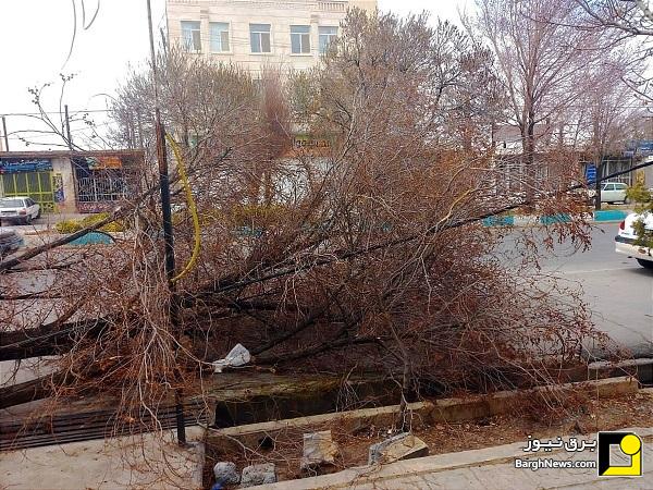 سقوط ۱۱۶ اصله درخت برروی شبکه برق گلستان