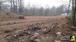 ردپای شرکت‌های برقی در قطع گسترده درختان هیرکانی