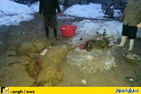 برق 7 گوسفند را کشت