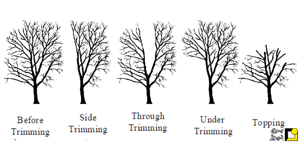 هنر شاخه زنی (The Art of Trimming) در شبکه های توزیع