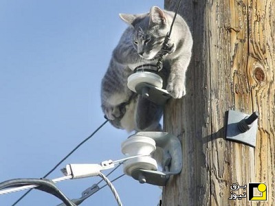 فیلم نجات گربه بازیگوش از روی کابل برق