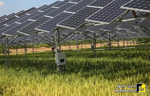 آیا می‌توان زیر پنل‌های خورشیدی کشاورزی کرد؟