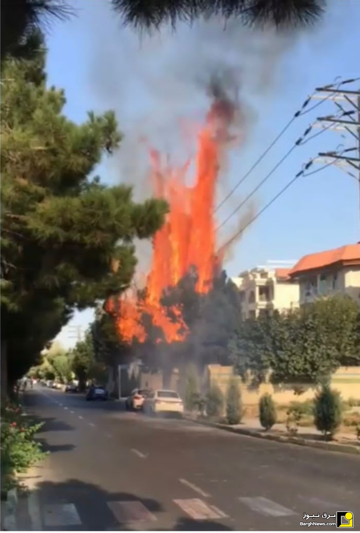 قطع شدن برق یک منطقه در کرج به علت آتش‌سوزی درخت کاج