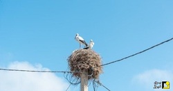 همزیستی شبکه‌های برق با پرندگان